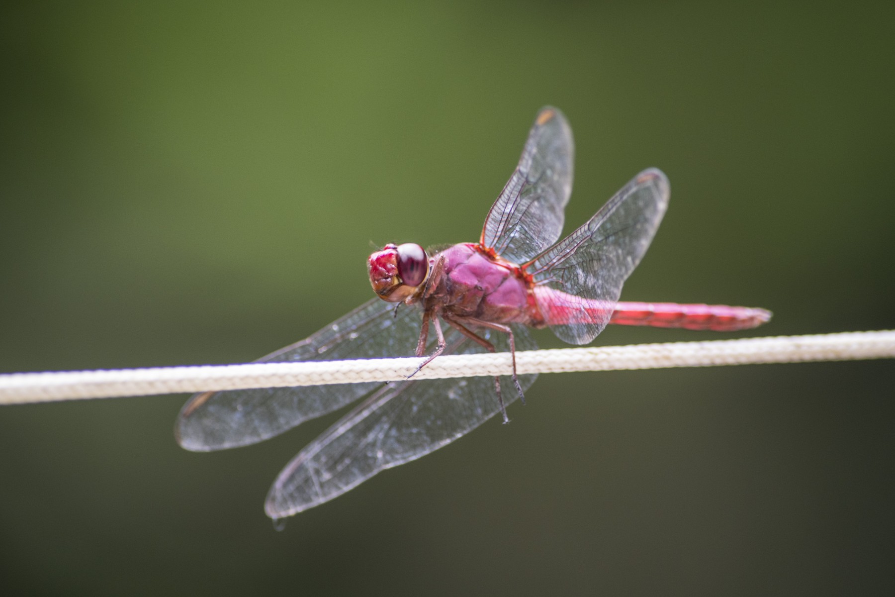 pink dragonfly